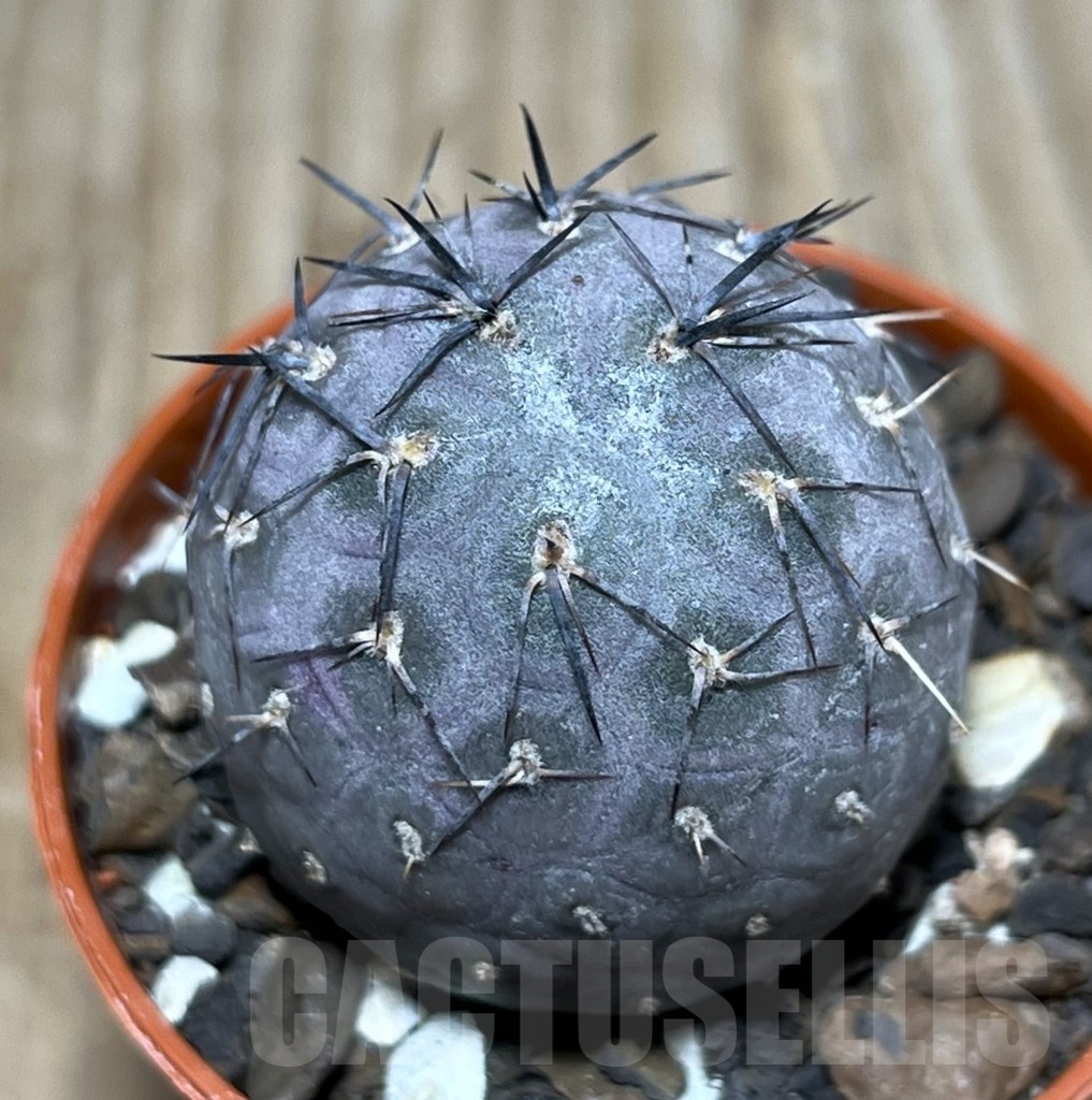 SHPR24775 Tephrocactus geometricus