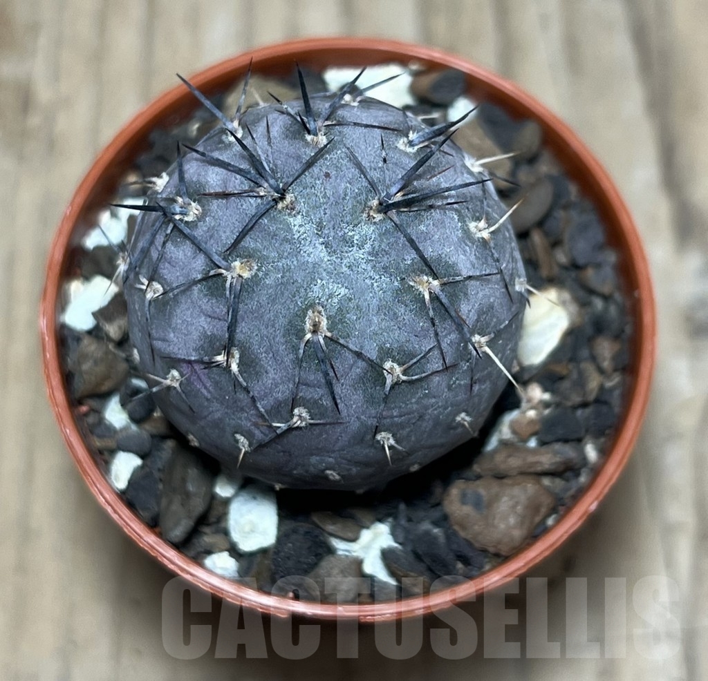 SHPR24775 Tephrocactus geometricus - Image 2