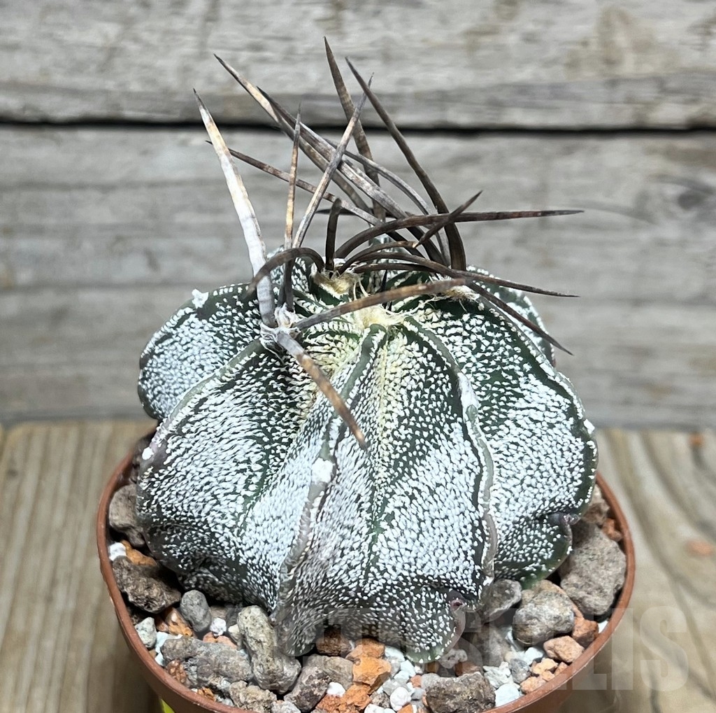 SHPR24778 Astrophytum niveum nudum