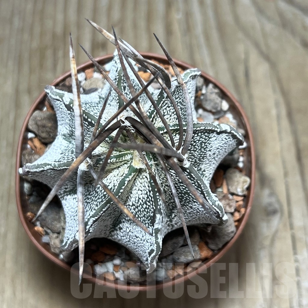 SHPR24778 Astrophytum niveum nudum - immagine 2