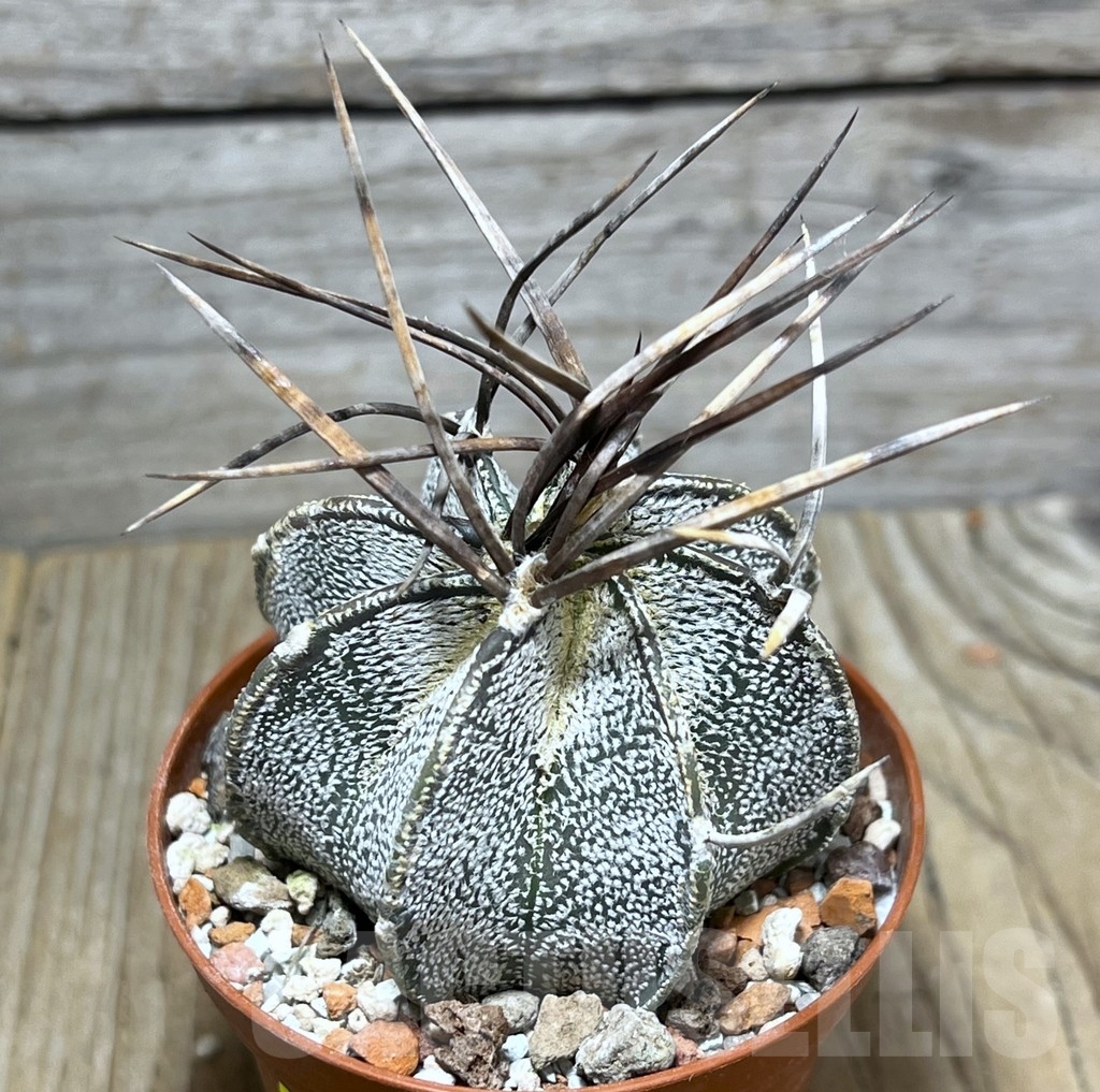 SHPR24779 Astrophytum niveum nudum