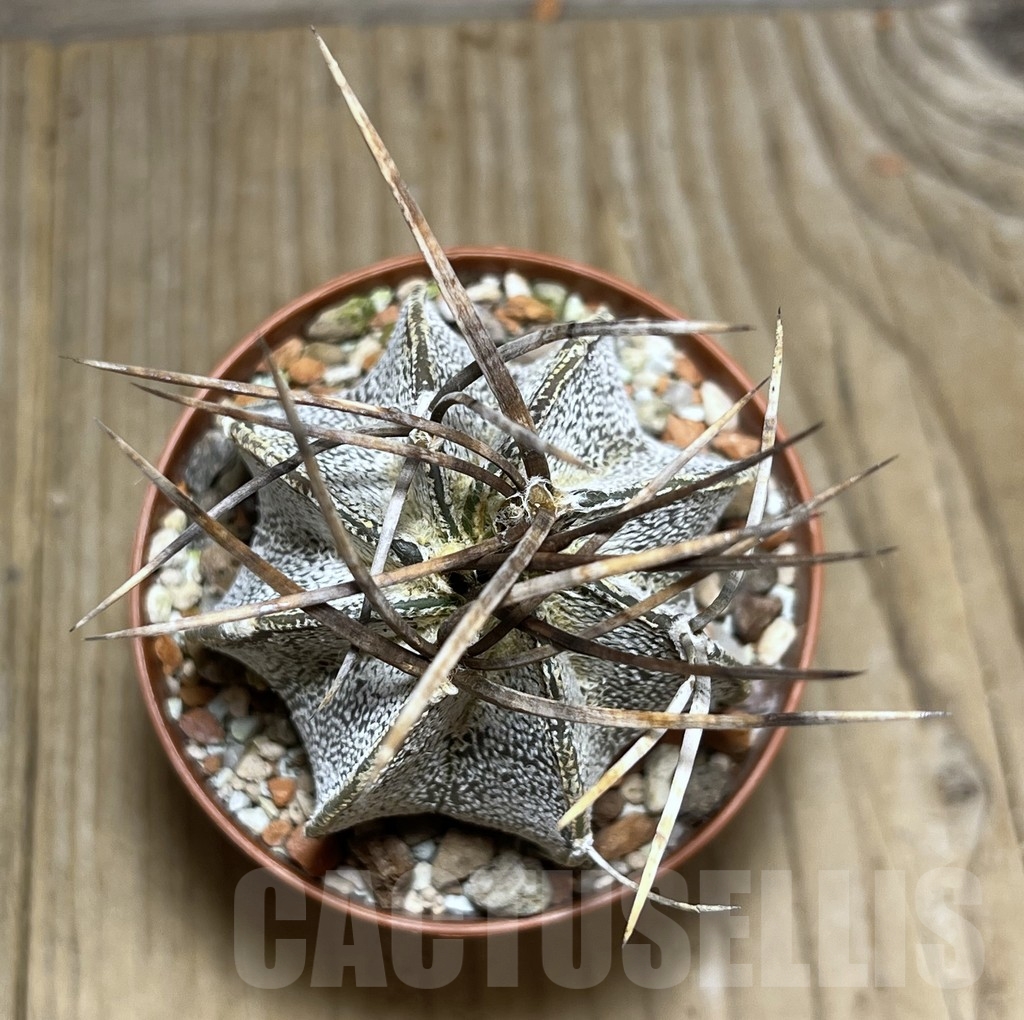 SHPR24779 Astrophytum niveum nudum - immagine 2