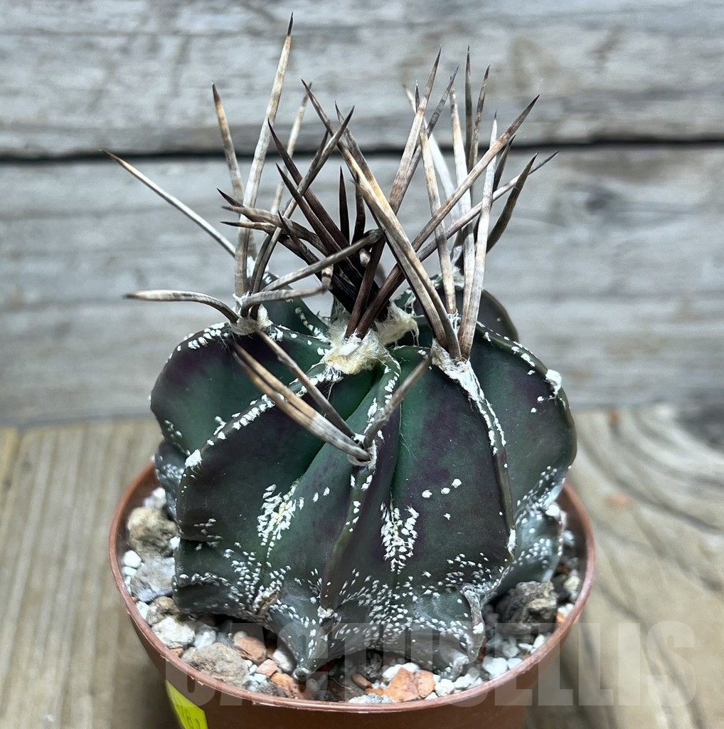SHPR24781 Astrophytum niveum nudum