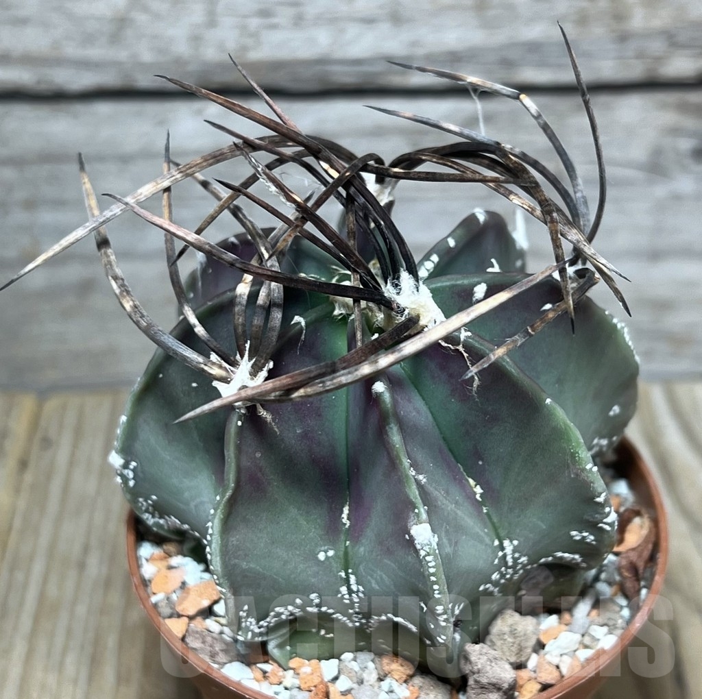 SHPR24782 Astrophytum niveum nudum