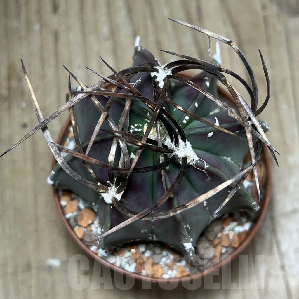 SHPR24782 Astrophytum niveum nudum - 画像 (2)