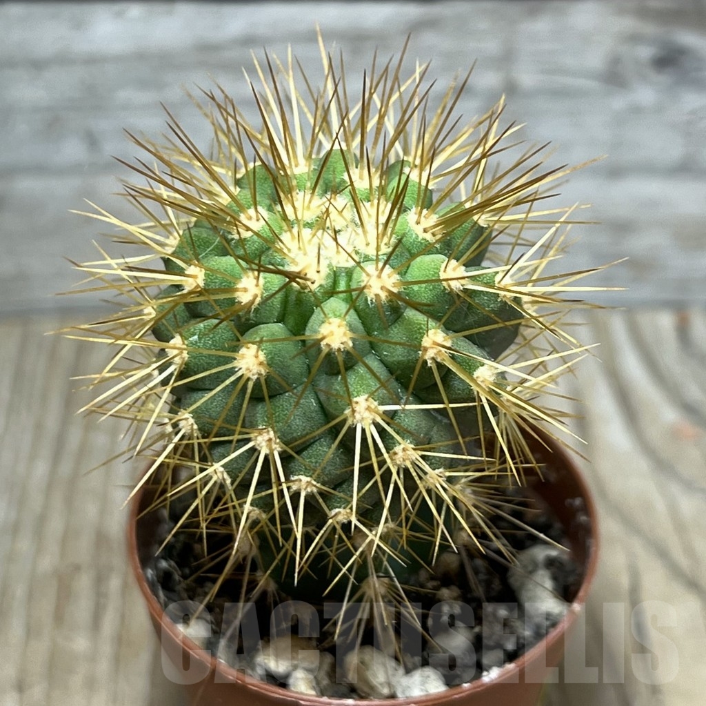 SHPR24783 Copiapoa tenebrosa GCG 15043b, grafted