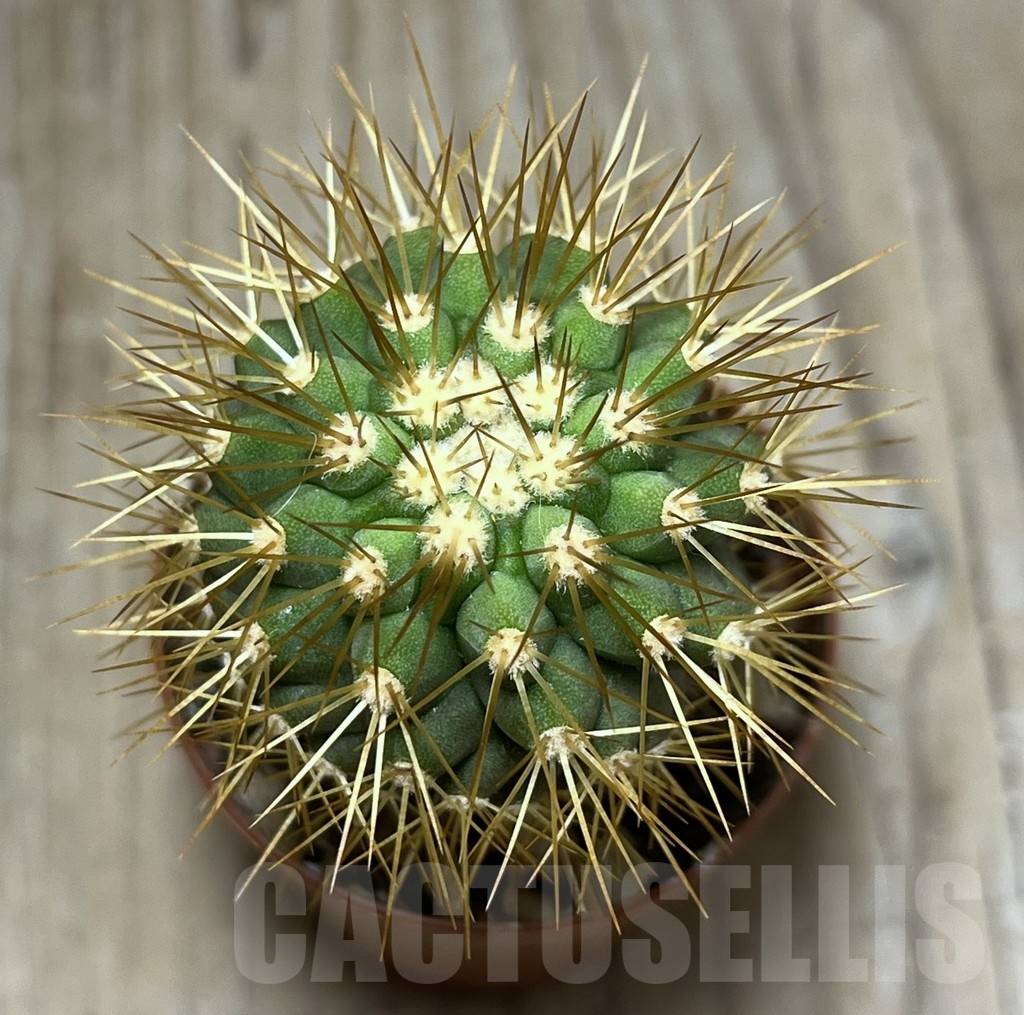 SHPR24783 Copiapoa tenebrosa GCG 15043b, grafted - 画像 (2)