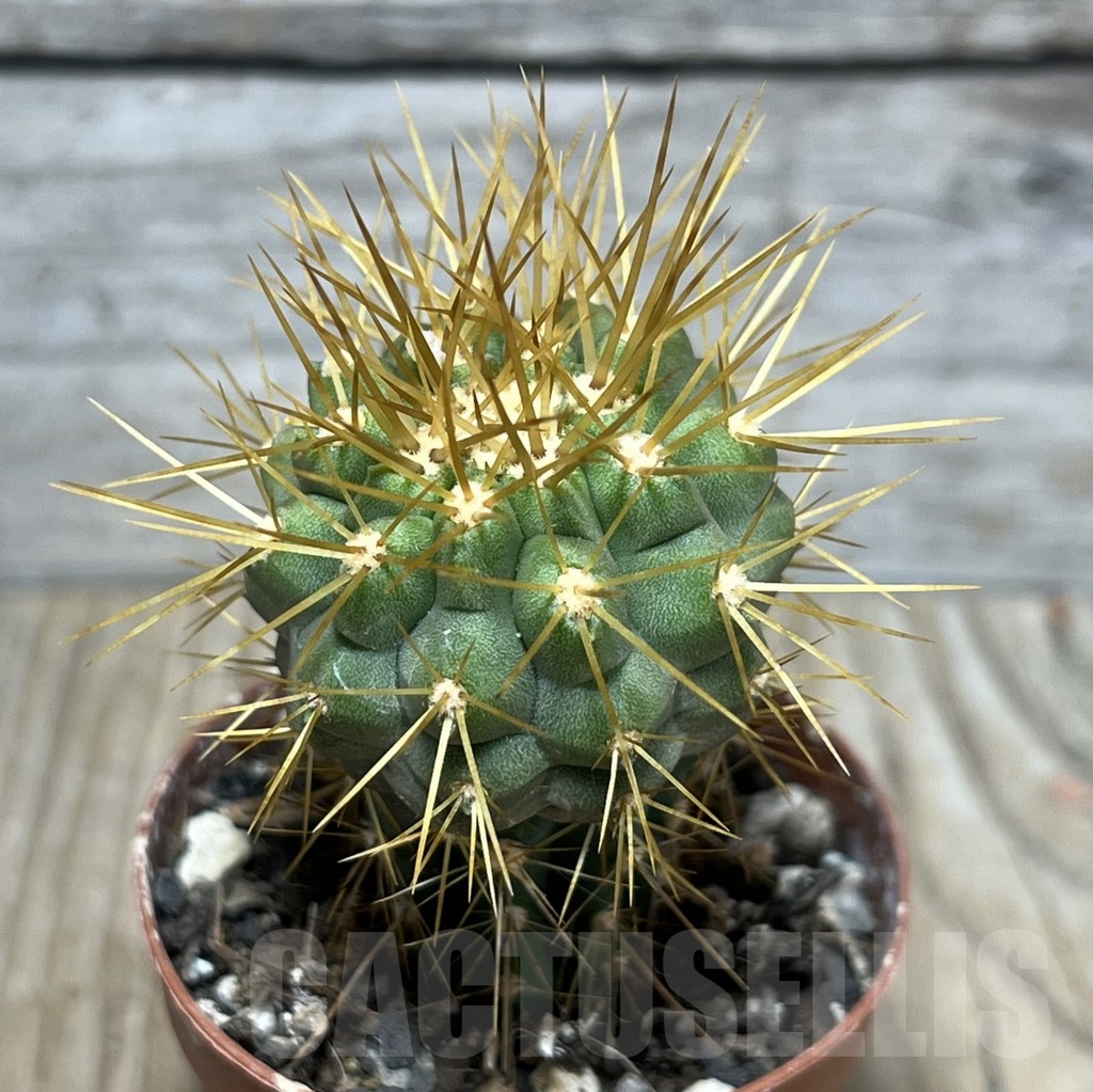 SHPR24785 Copiapoa tenebrosa GCG 15043b, grafted