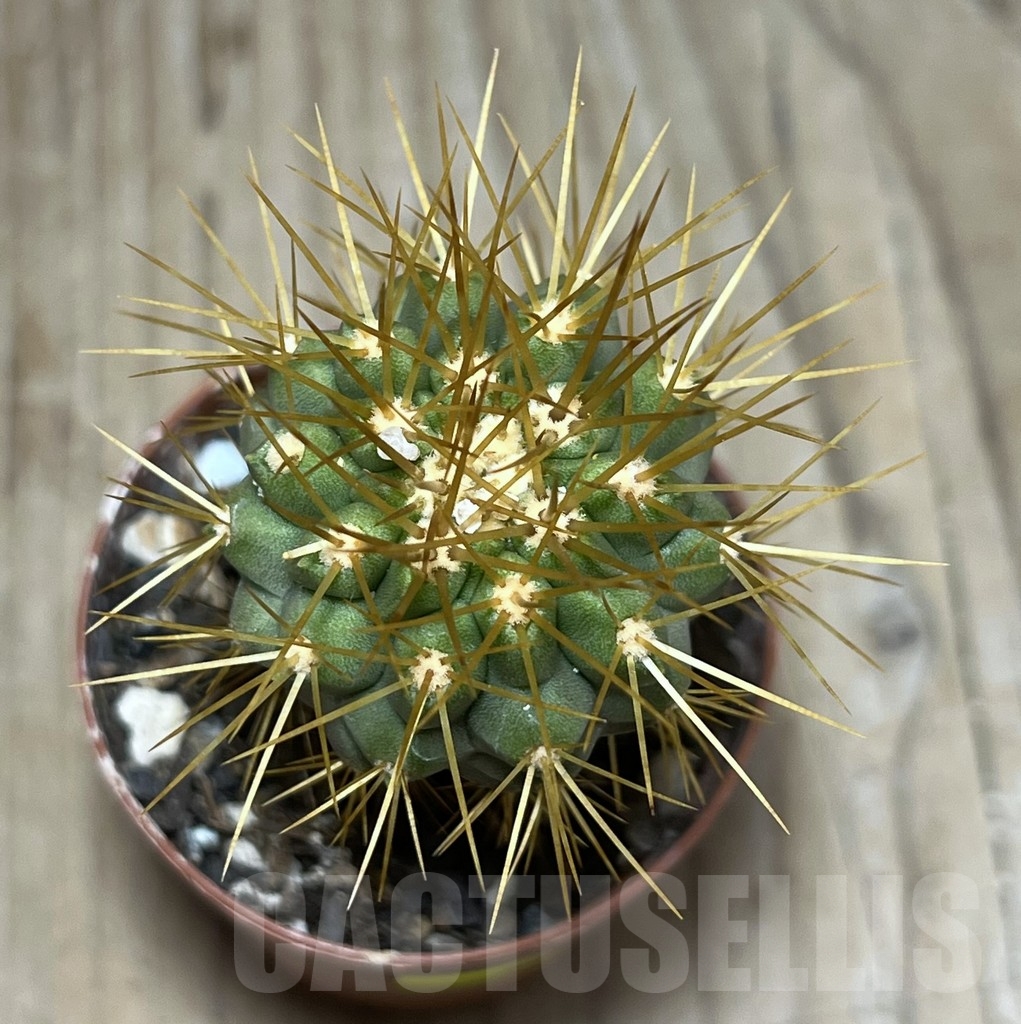 SHPR24785 Copiapoa tenebrosa GCG 15043b, grafted - Obrázek 2