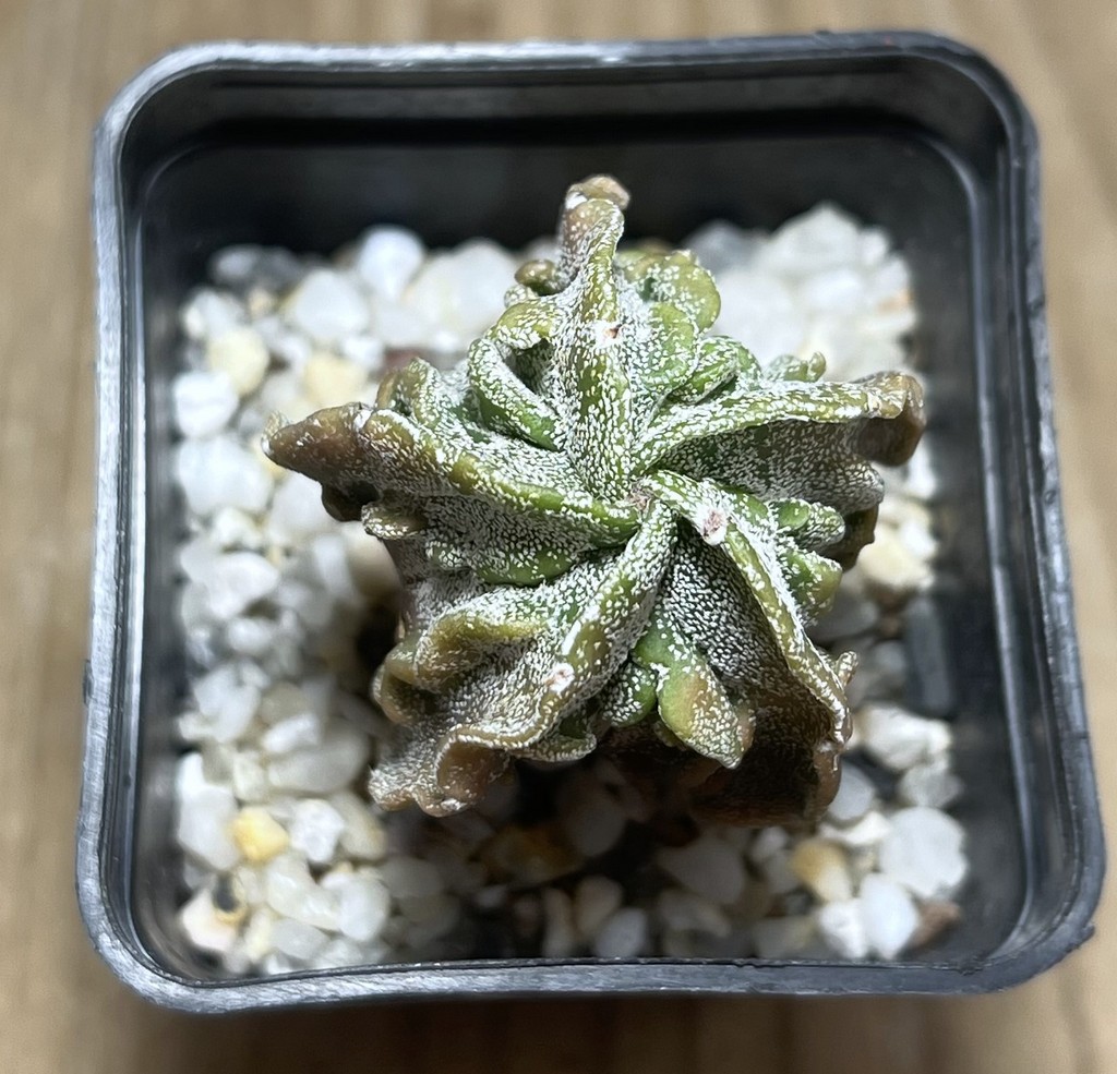 SHPR24978 Astrophytum myriostigma ‘Fukuryu’ - Image 2