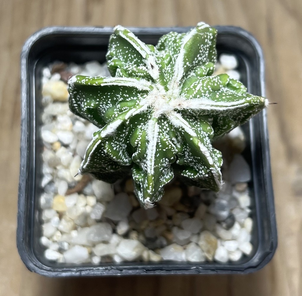 SHPR24979 Astrophytum myriostigma ‘Fukuryu’ - Image 2