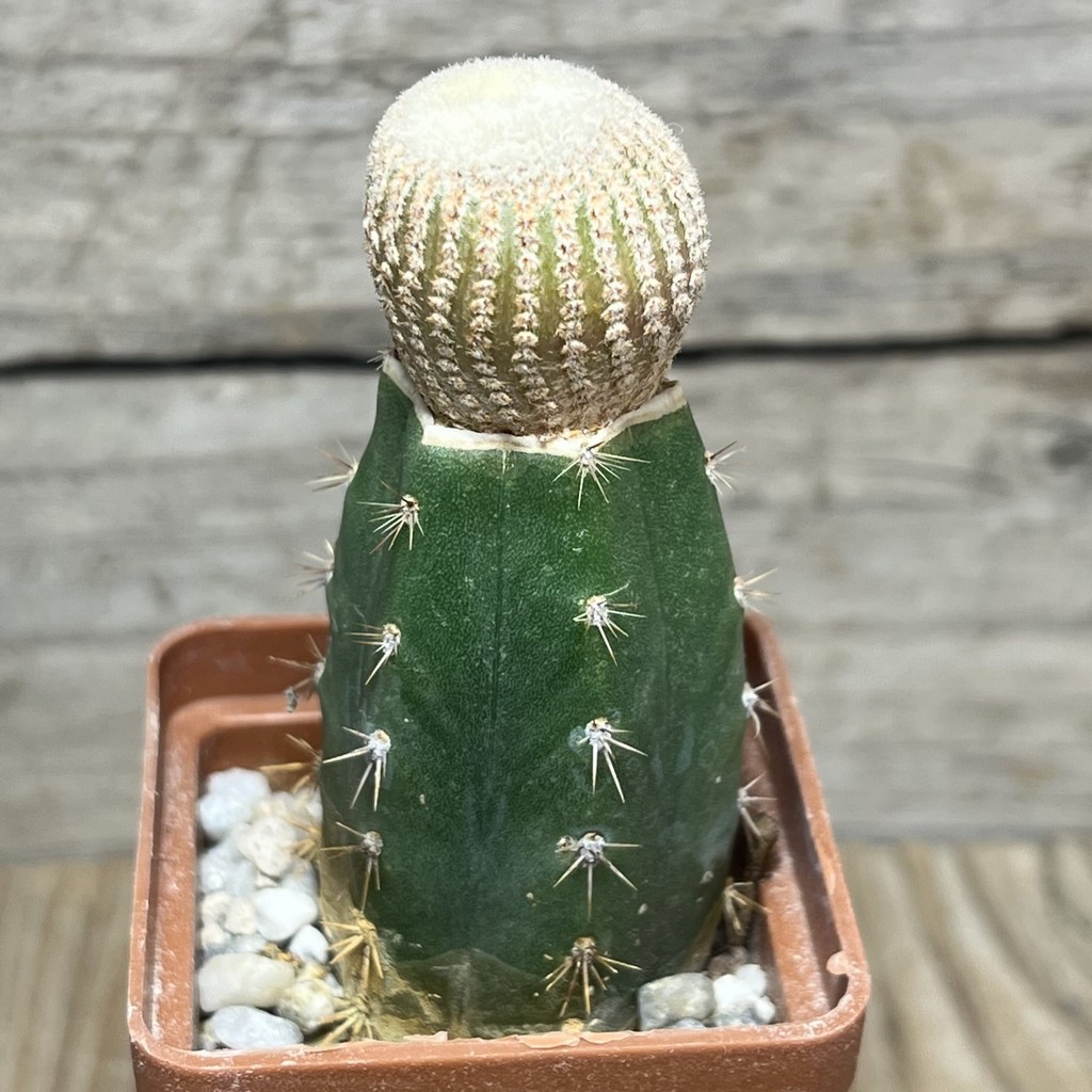 SHPR24980 Yavia cryptocarpa, grafted - Image 2