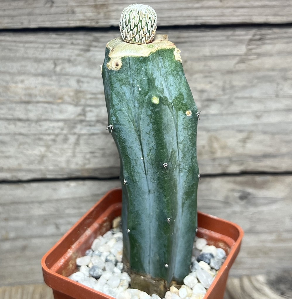 SHPR24981 Pelecyphora aselliformis, grafted - Image 2