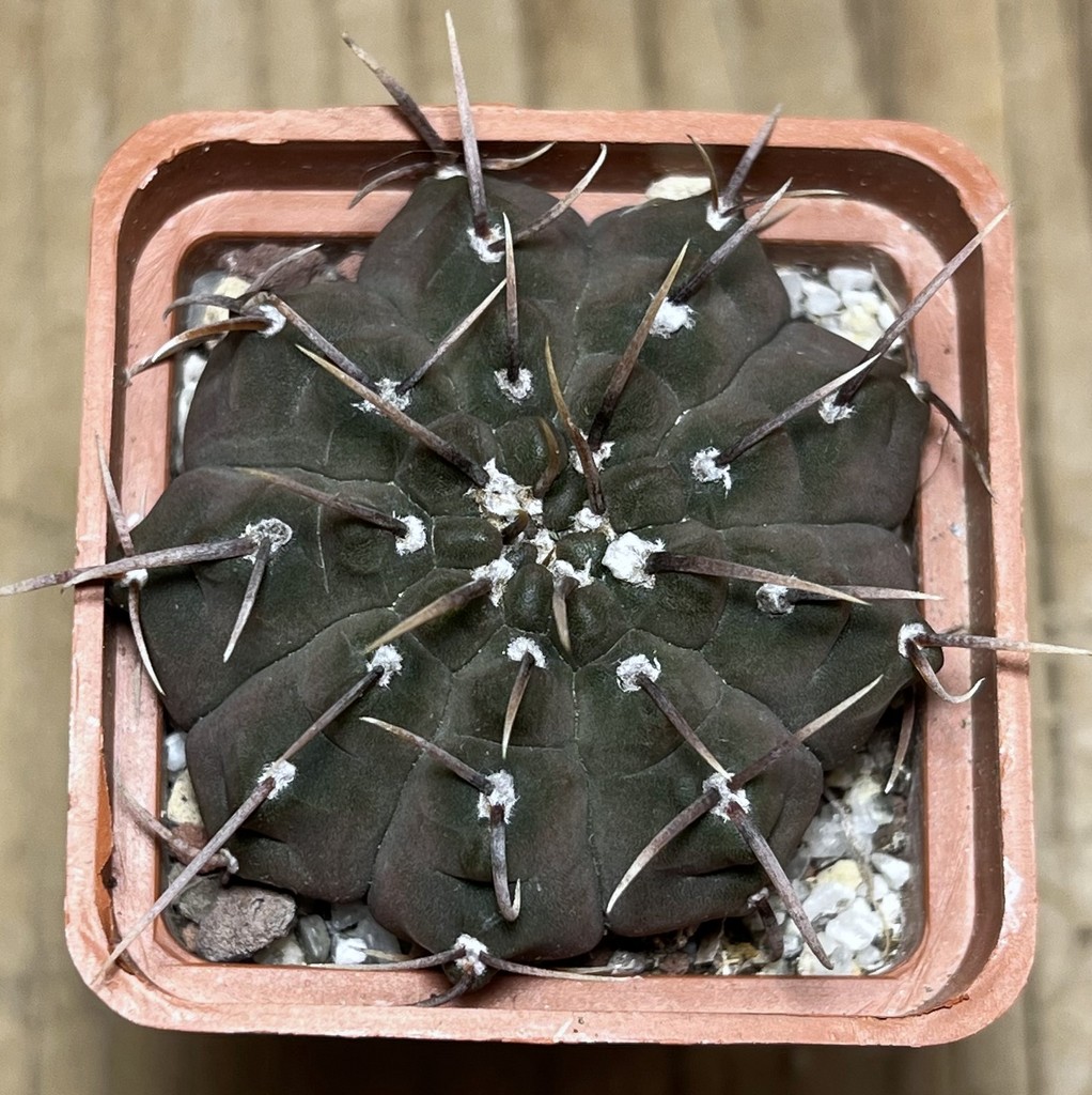 SHPR24985 Gymnocalycium vatteri - Image 2