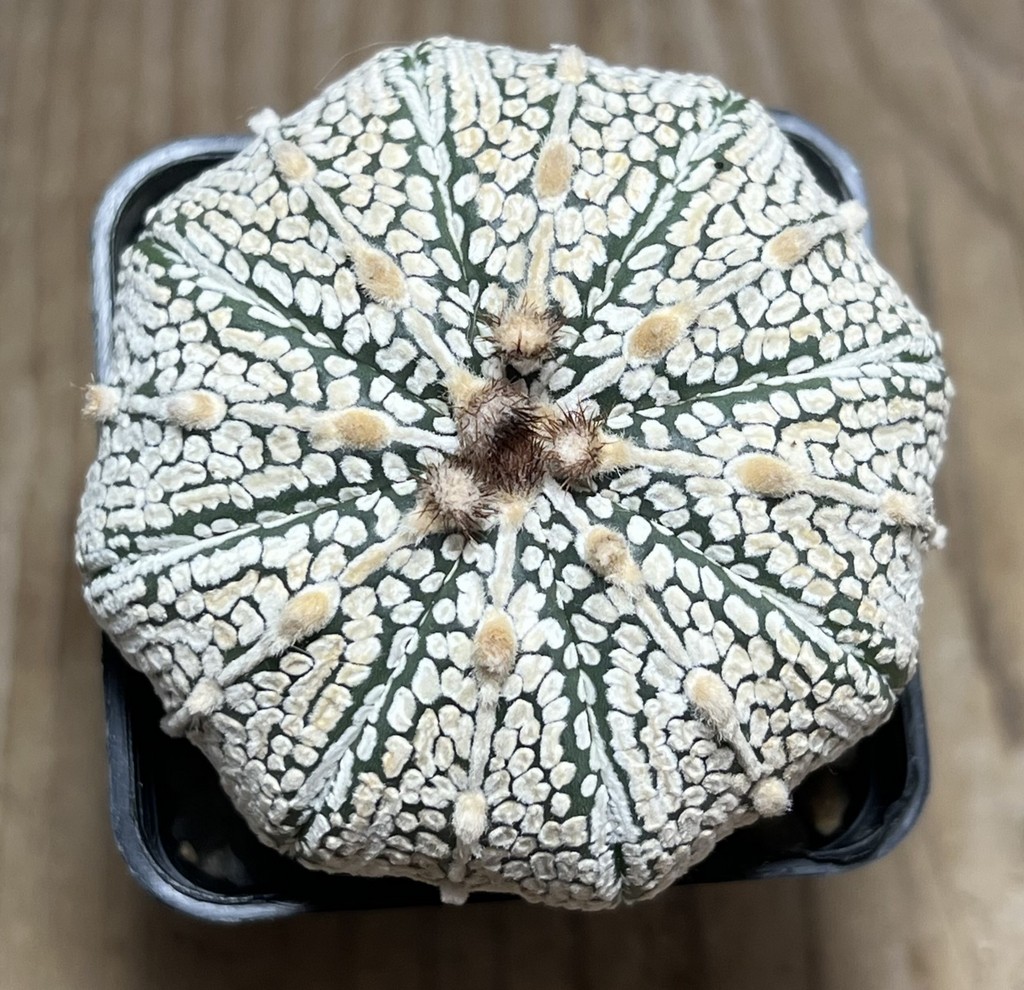 SHPR24986 Astrophytum asterias ‘Super Kabuto’ - Obrázek 2