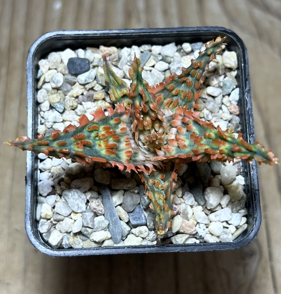 SHPR24989 Aloe TCT hybrid - Obrázek 2