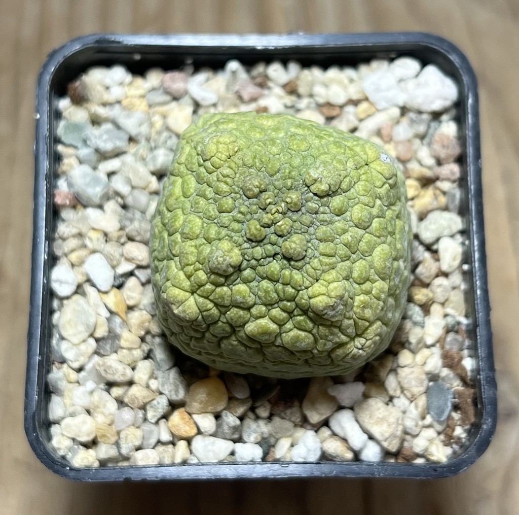 SHPR24990 Pseudolithos cubiformis - Зображення 2