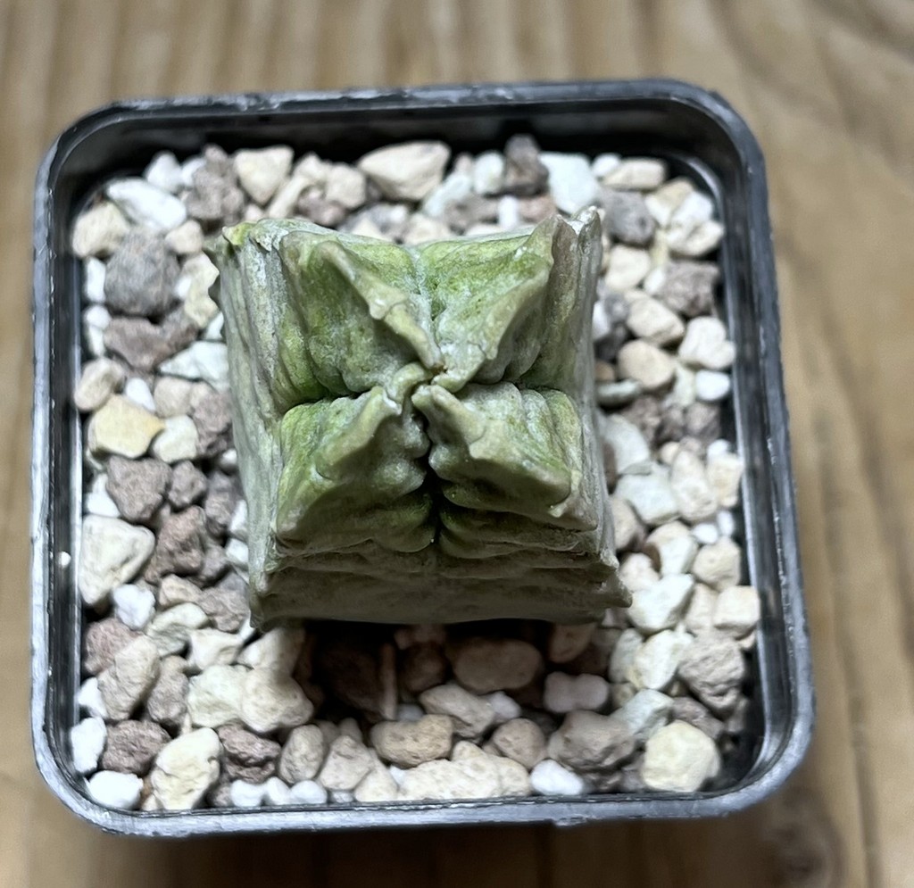 SHPR24991 Whitesloanea crassa - Зображення 2