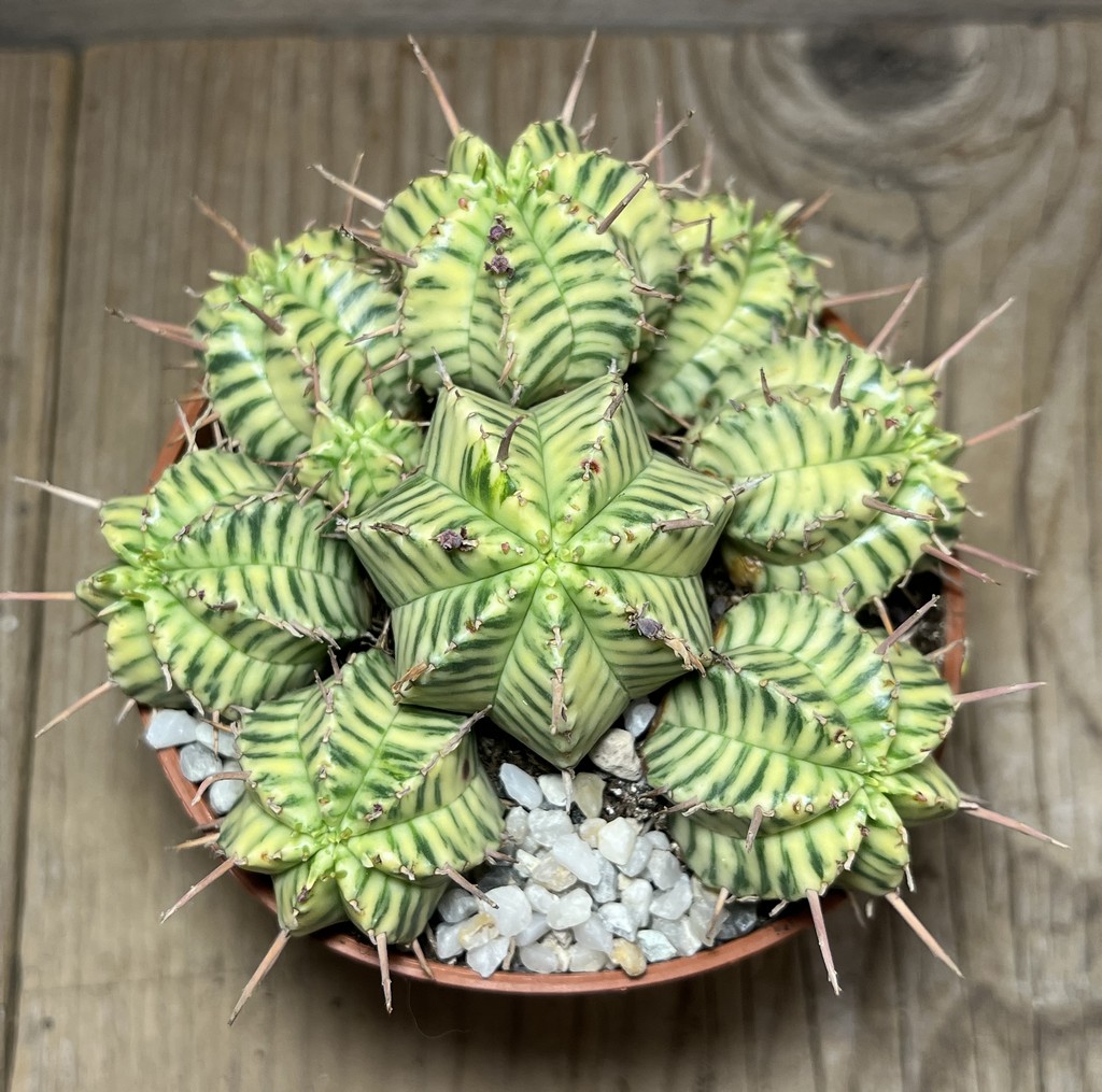 SHPR24994 Euphorbia meloformis f. variegata - Зображення 2