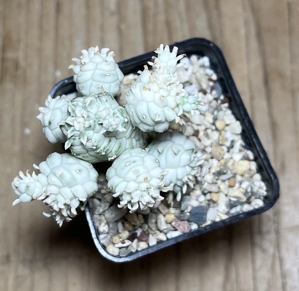 SHPR24995 Euphorbia mammillaris f. variegata - 画像 (2)