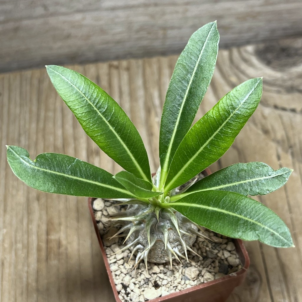 SHPR25010 Pachypodium eburneum, dull hairy leaf - immagine 2