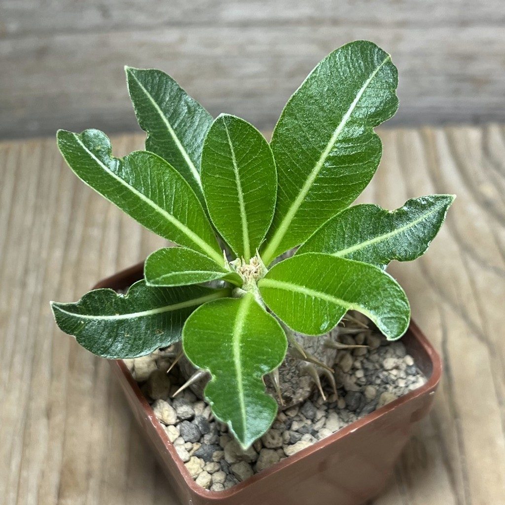 SHPR25011 Pachypodium eburneum, dull hairy leaf - Image 2