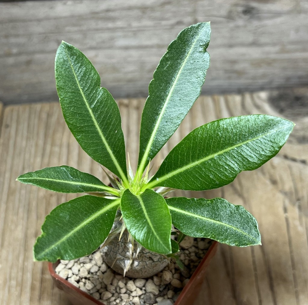 SHPR25012 Pachypodium eburneum, dull hairy leaf - Image 3
