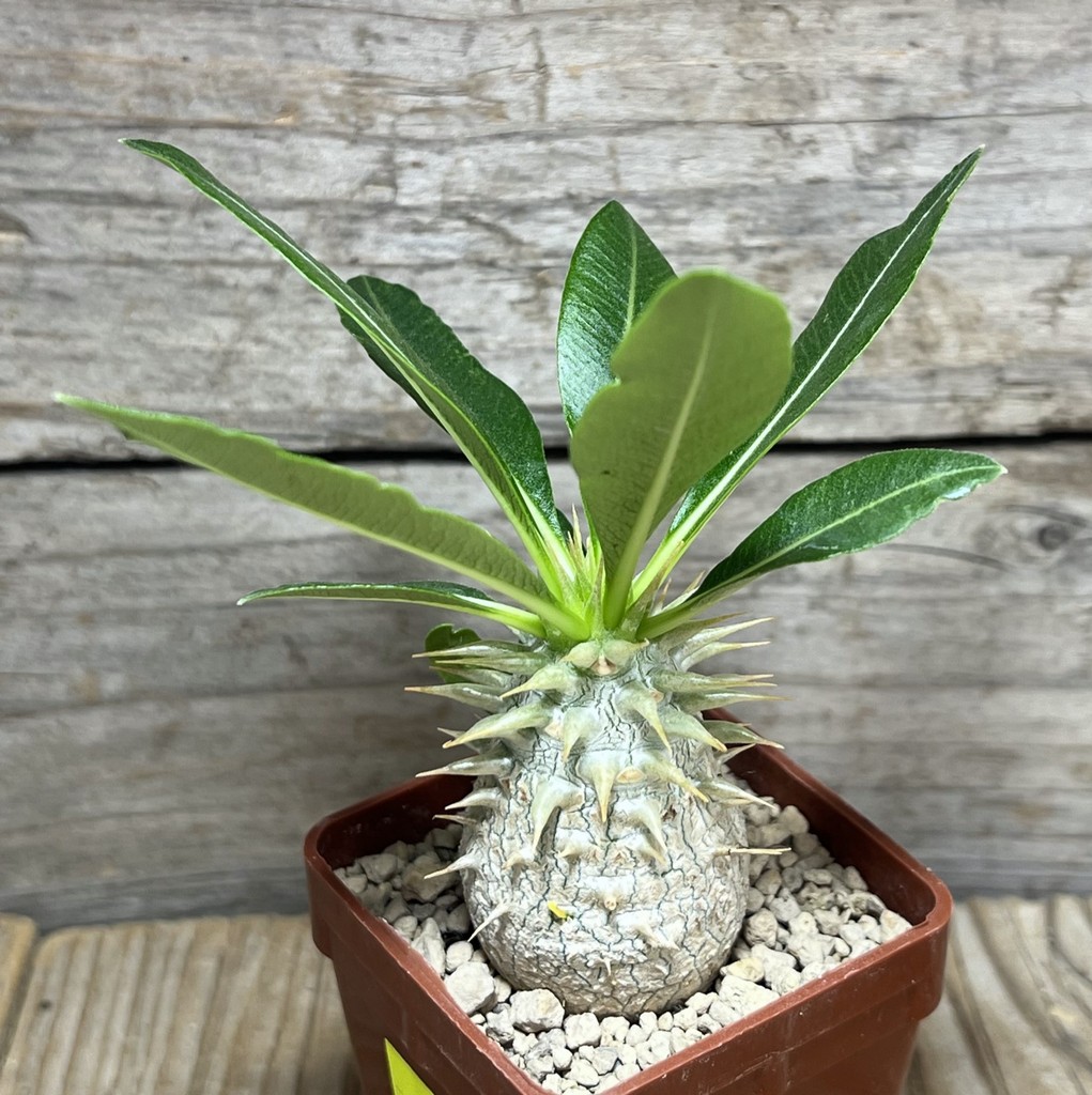 SHPR25012 Pachypodium eburneum, dull hairy leaf - Image 2