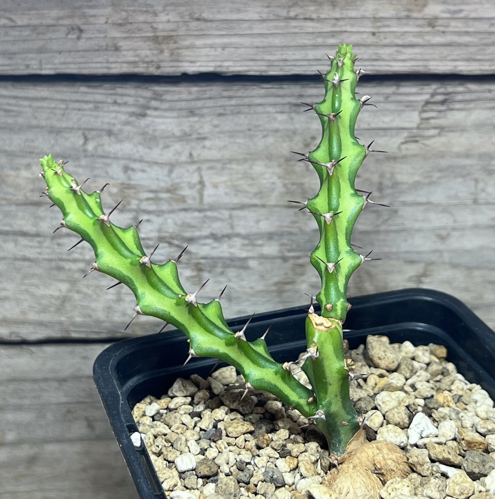 SHPR25013 Euphorbia vandermerwei knuthii type - 画像 (2)