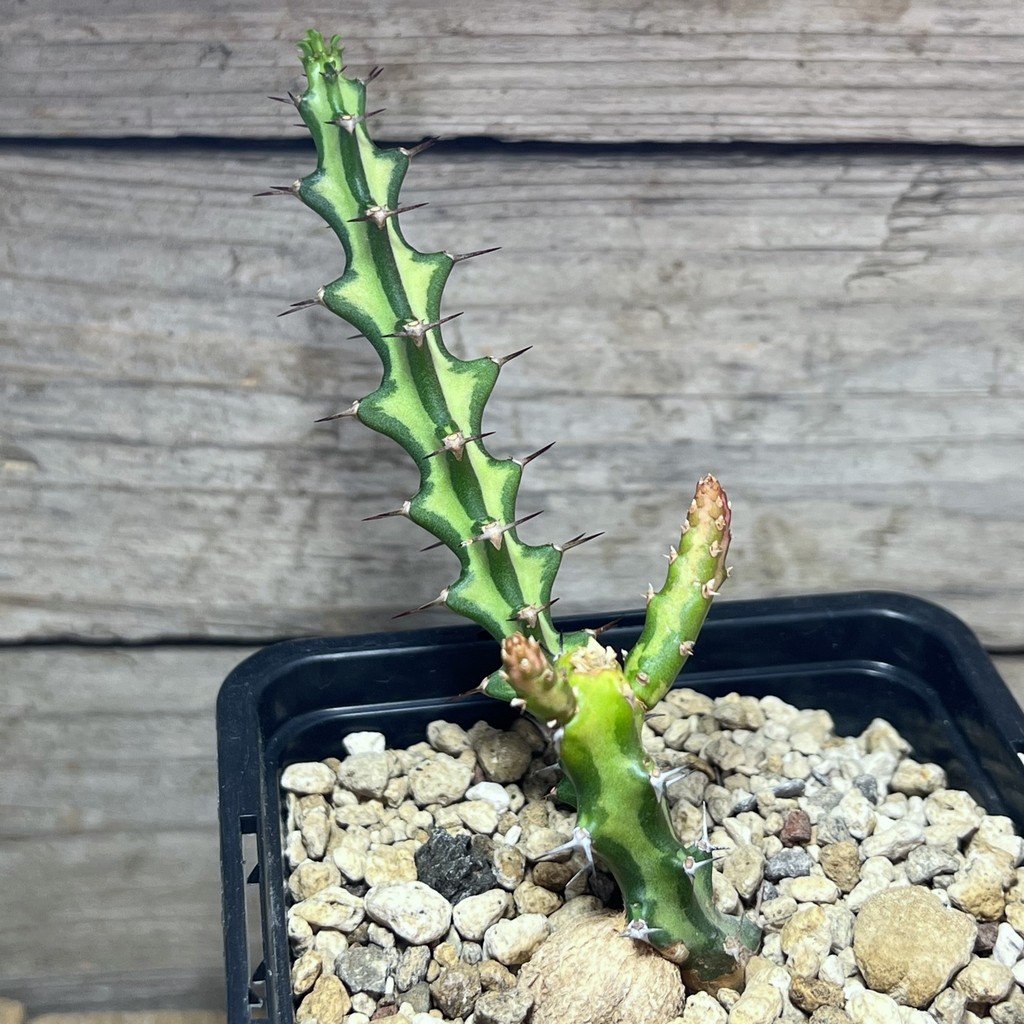 SHPR25014 Euphorbia vandermerwei knuthii type - Imagen 2