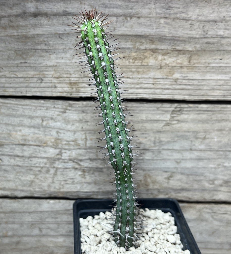 SHPR25015 Euphorbia baioensis - Image 2