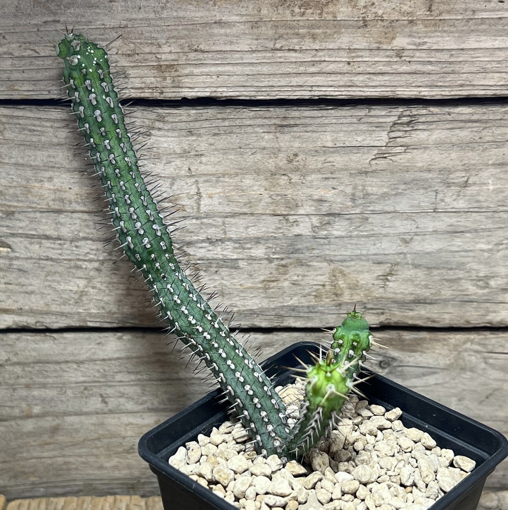 SHPR25016 Euphorbia baioensis - Image 2