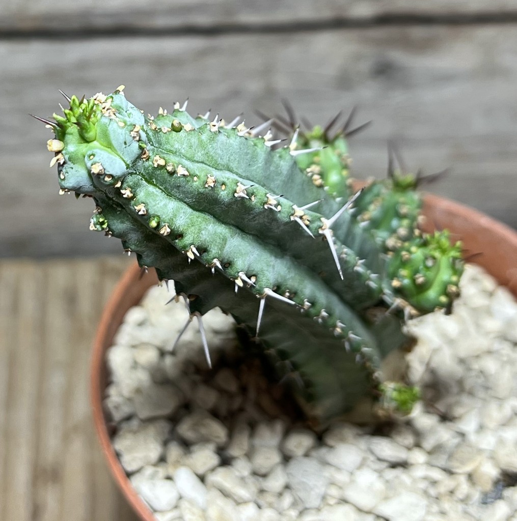 SHPR25018 Euphorbia seibanica LAV 30745, clone 2 – Image 2