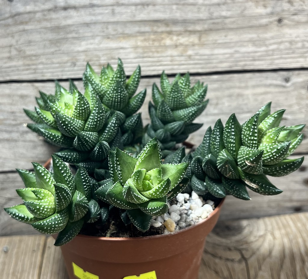 SHPR25019 Haworthia reinwardtii - Image 2