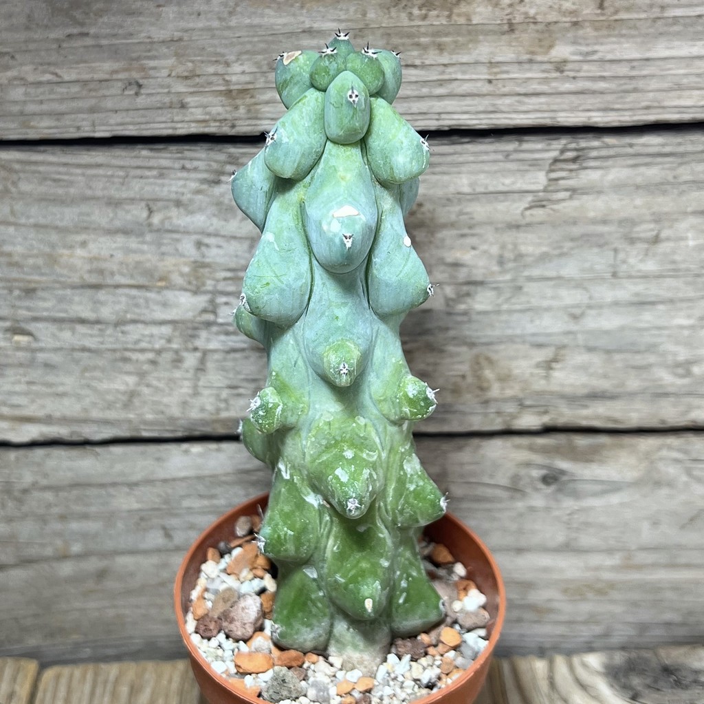 SHPR25020 Myrtillocactus geometrizans ‘Fukurokuryuzinboku’ - Image 2