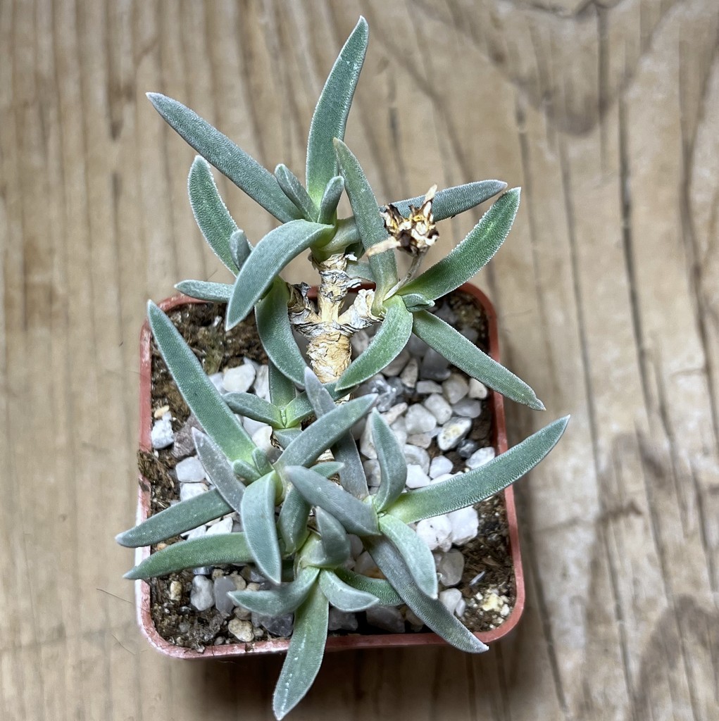 SHPR25021 Delosperma harazianum - Image 2