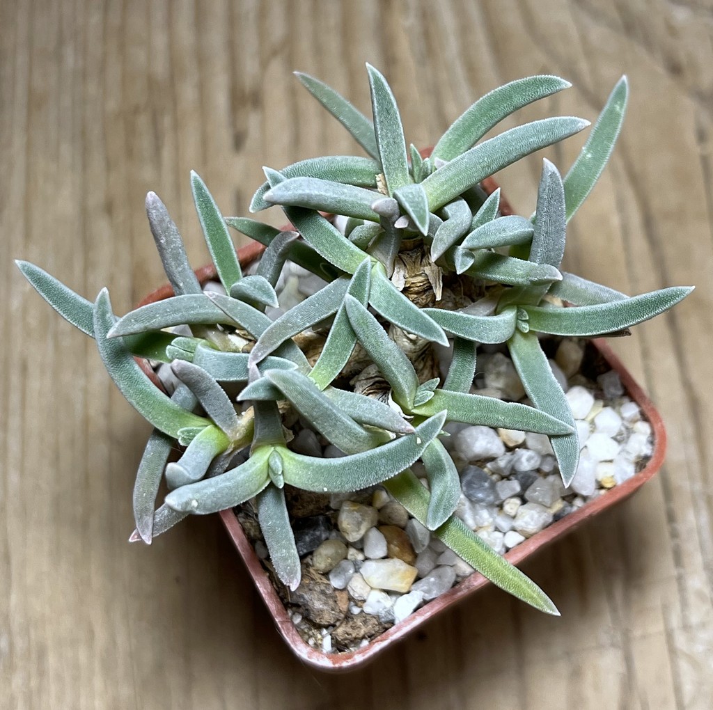 SHPR25022 Delosperma harazianum - 画像 (2)