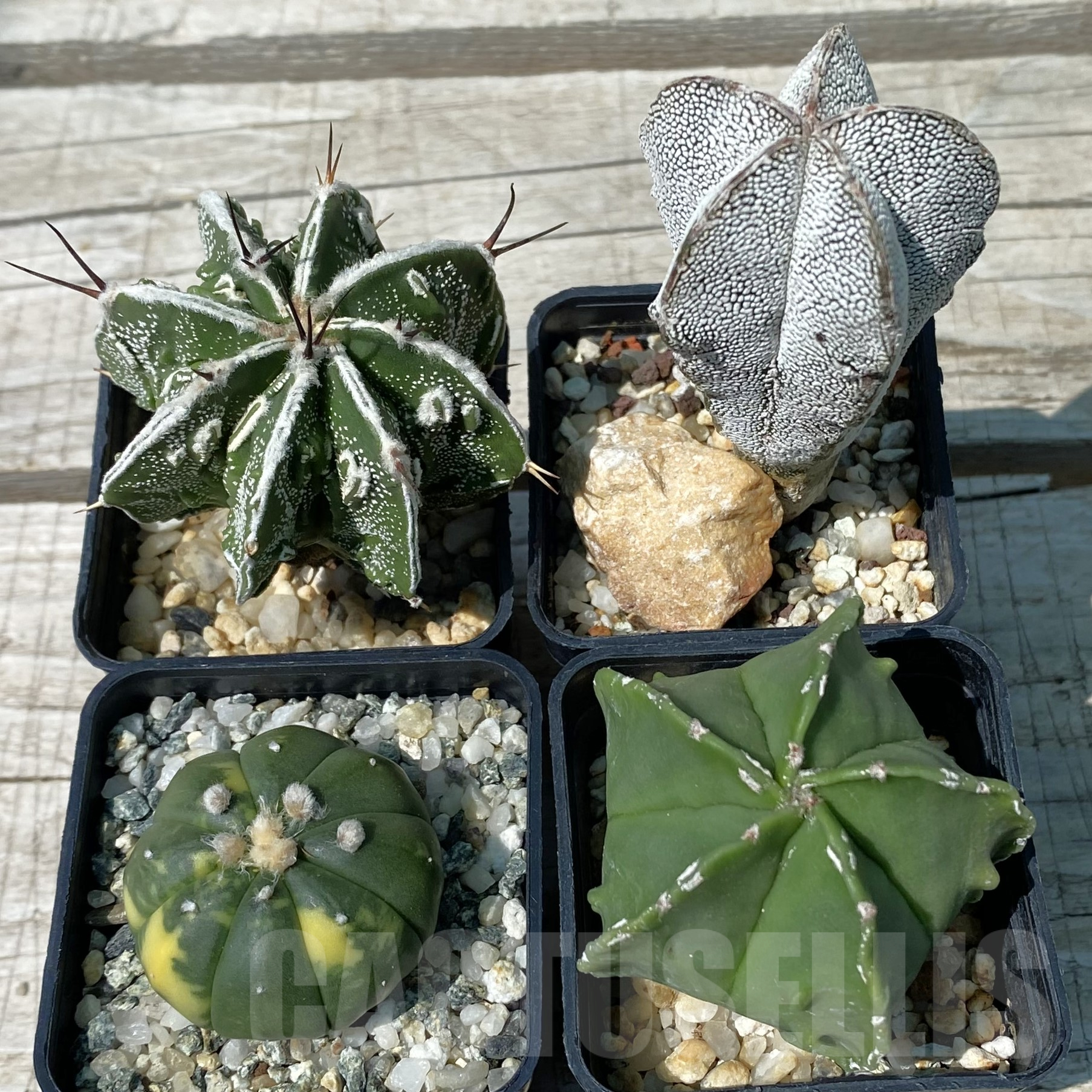 SET68 Astrophytum mix, 4 planst