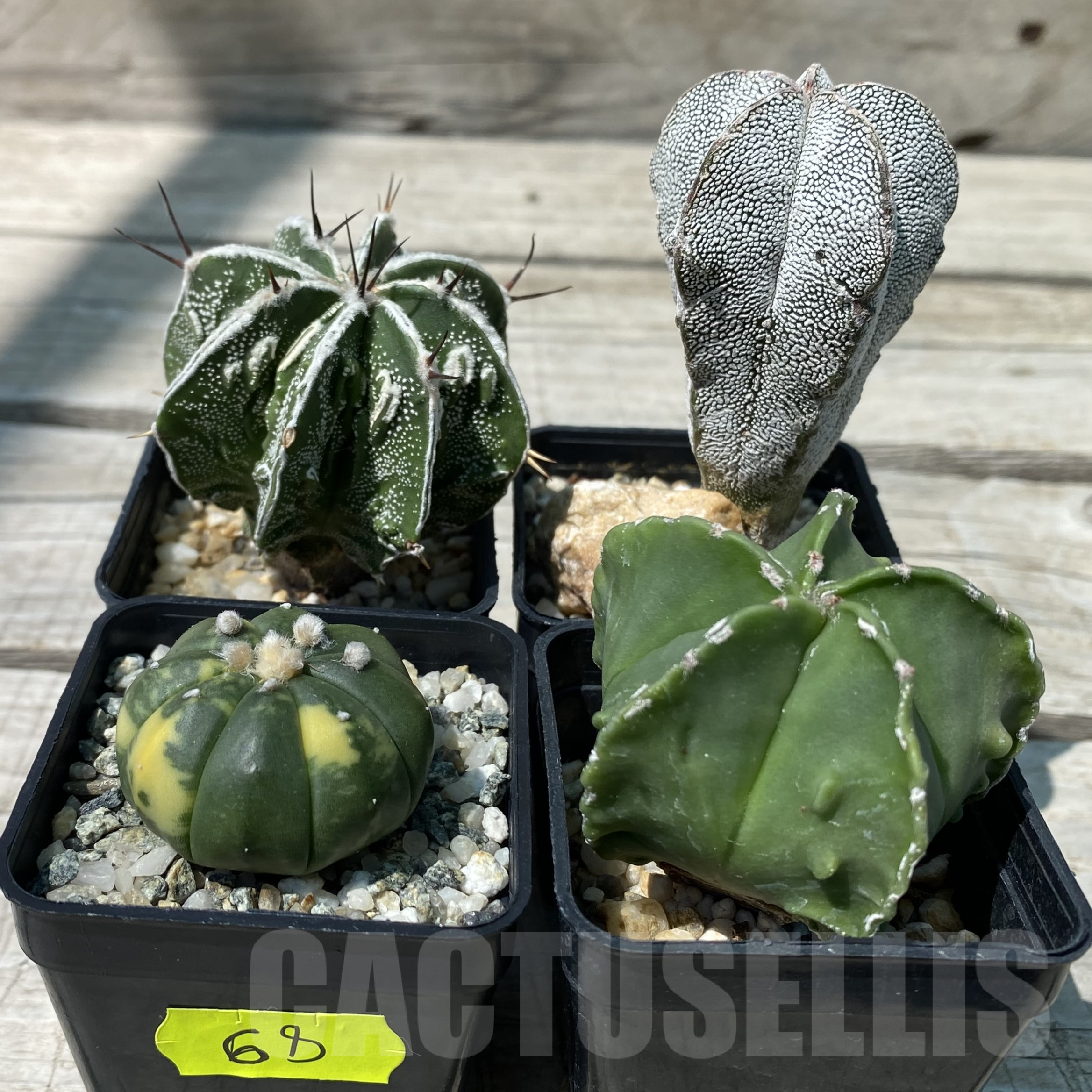 SET68 Astrophytum mix, 4 planst - Image 2
