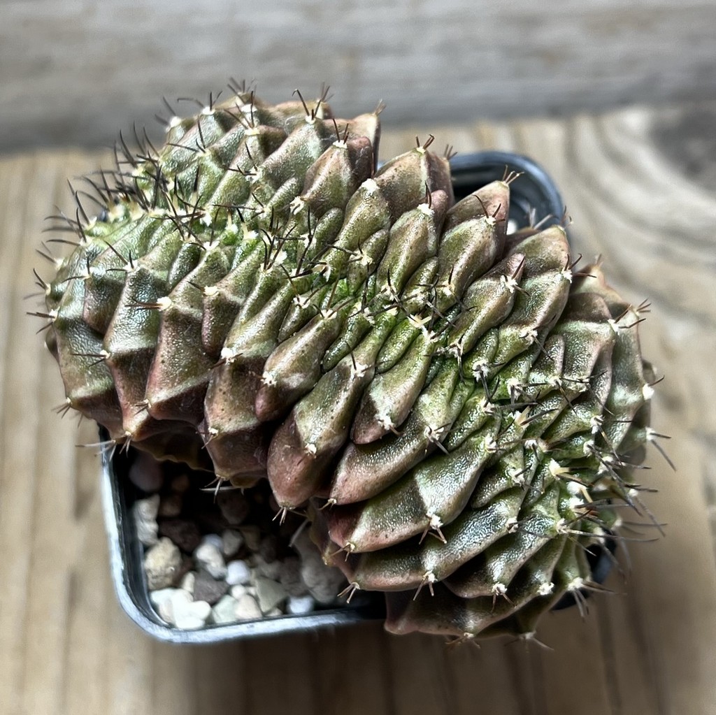 SHPR25026 Gymnocalycium mihanovichii f. cristata - Imagen 2