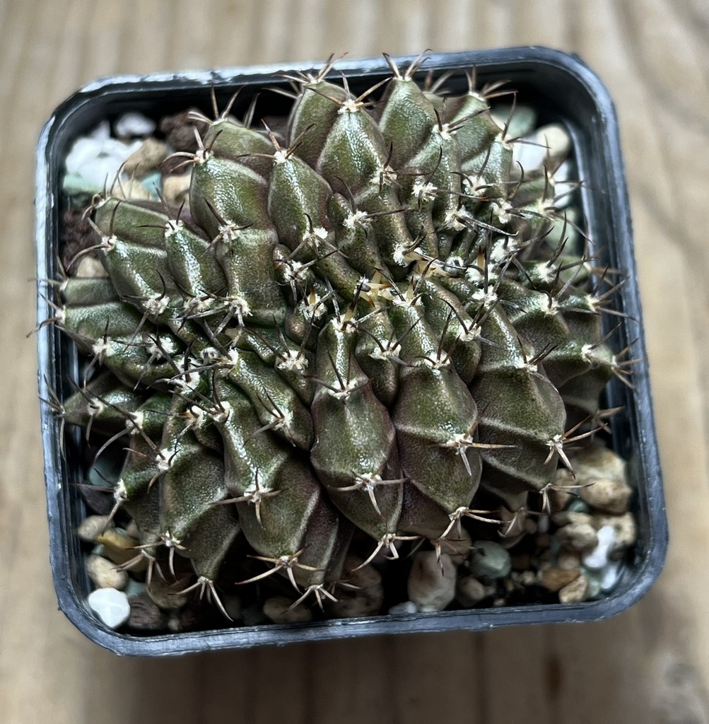 SHPR25027 Gymnocalycium mihanovichii f. cristata – Image 2