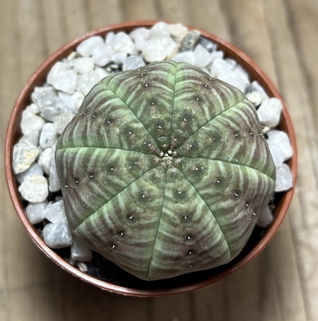 SHPR25047 Euphorbia symmetrica - immagine 2