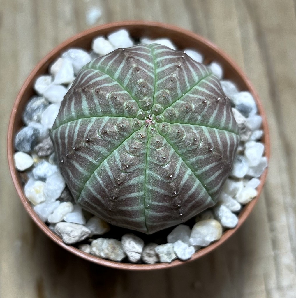 SHPR25048 Euphorbia symmetrica - immagine 2