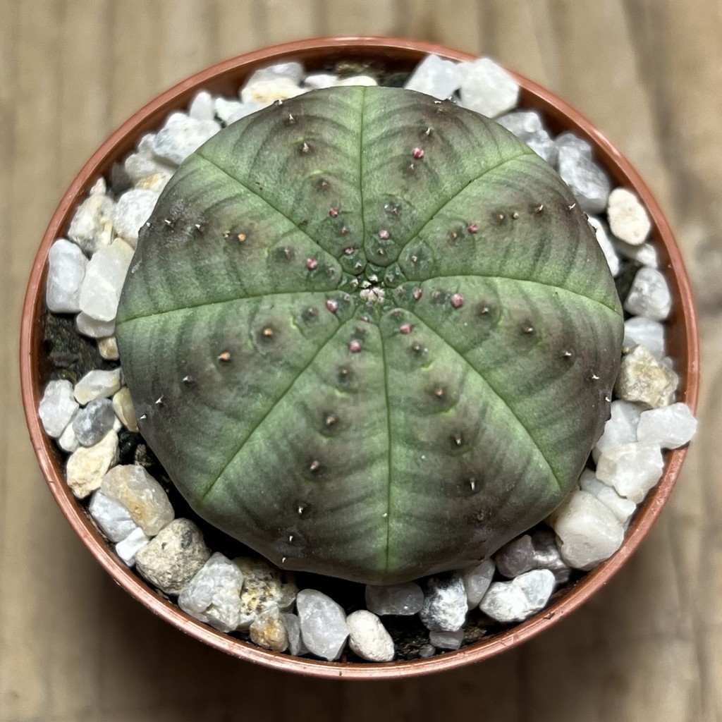 SHPR25049 Euphorbia symmetrica - Image 2