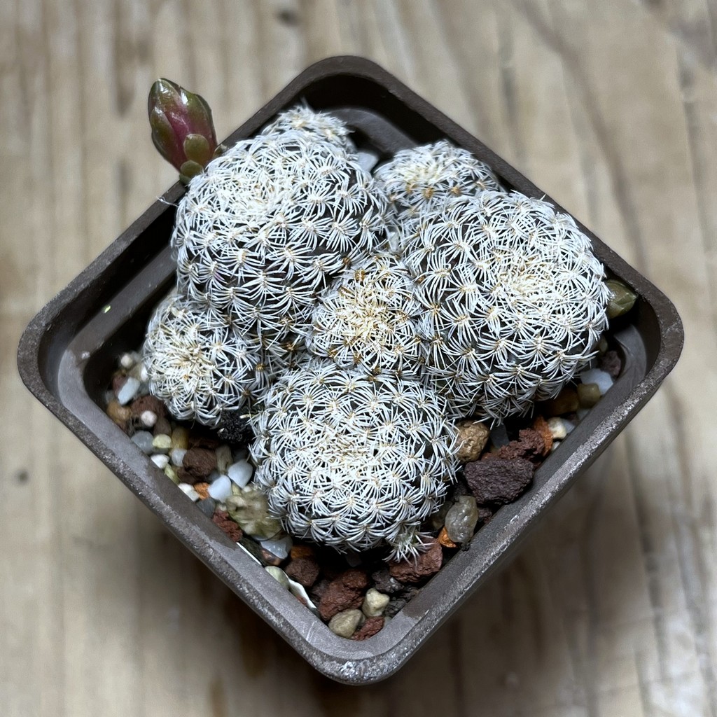 SHPR25051 Sulcorebutia albissima f. pectinifera SE 122 - immagine 2