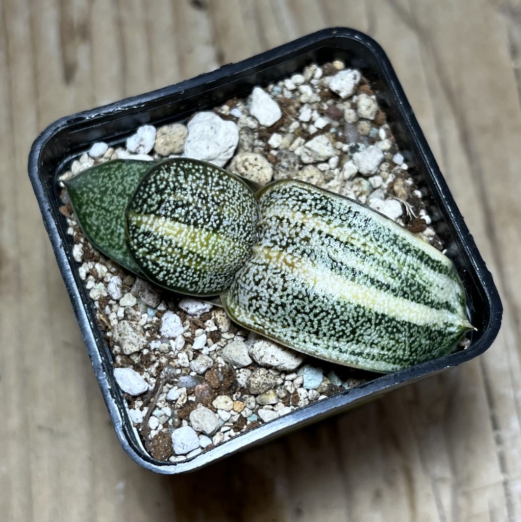SHPR25052 Gasteria batesiana hybrid f. variegata - Image 2