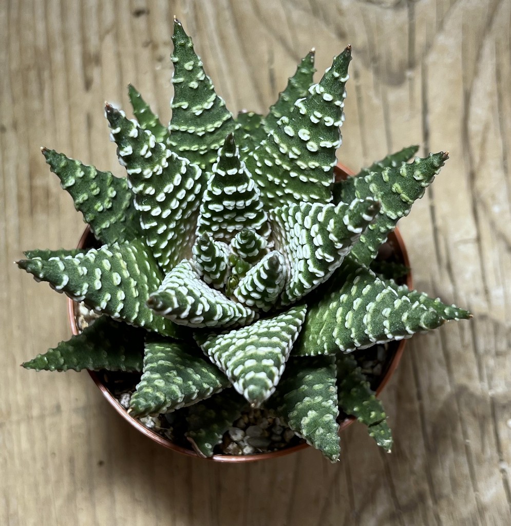 SHPR25053 Haworthia pumila 'Donut' - Image 2