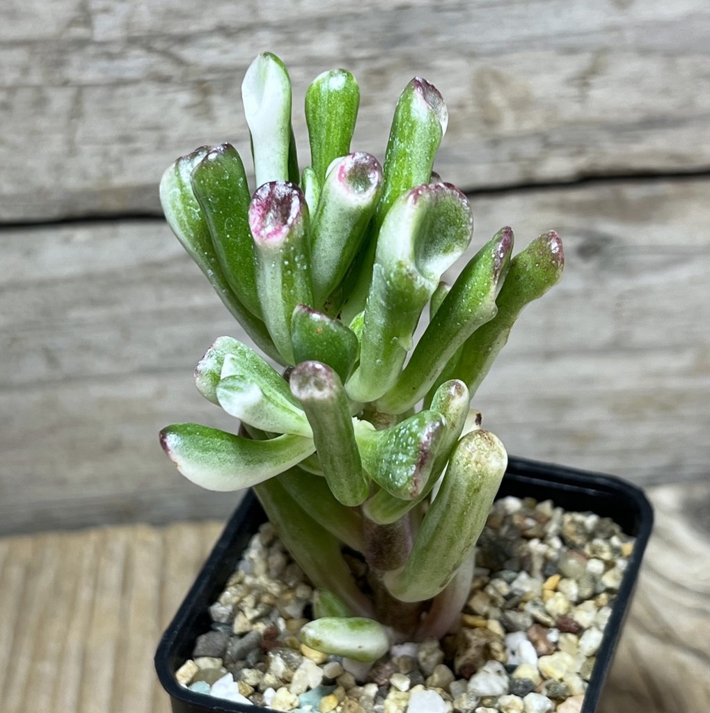 SHPR25054 Crassula ovata 'Hobbit' f. variegata – Bild 2