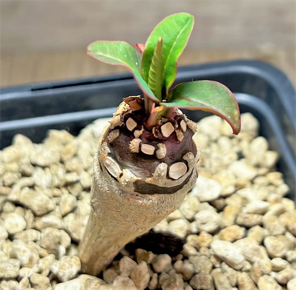 SHPR25069 Euphorbia ankarensis - immagine 2