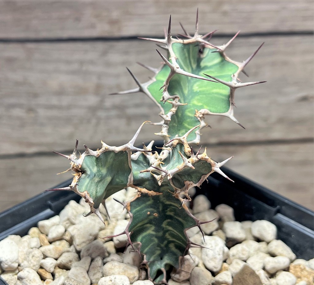 SHPR25071 Euphorbia grandialata - Image 2